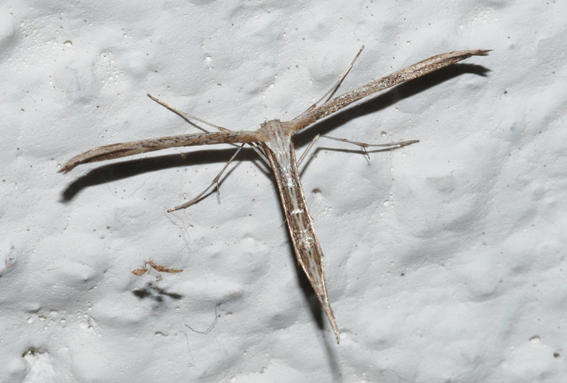 Pterophoridae da conr. 1